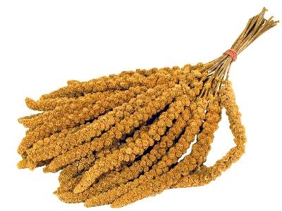 DE\u0020VRIES\u0020TROSGIERST\u00201\u0020KG DE\u0020VRIES\u0020TROSGIERST\u00201\u0020KG