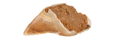 TRIXIE\u0020KAUWHOEF\u0020MET\u0020VULLING\u0020115\u0020G\u002025X115\u0020GR