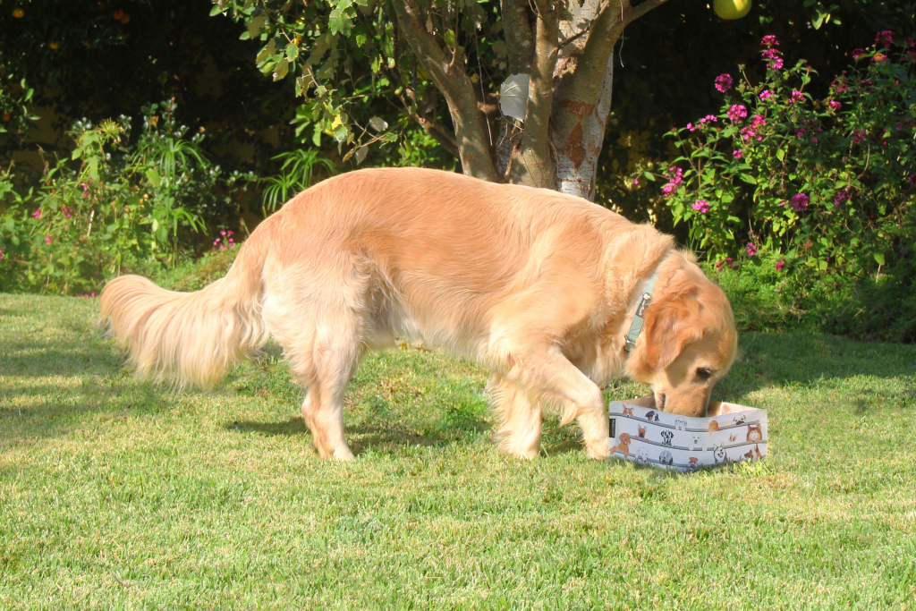 Peleg\u0020Design\u0020Wuff\u0020\u0027n\u0020go