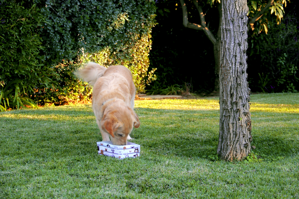 Peleg\u0020Design\u0020Wuff\u0020\u0027n\u0020go