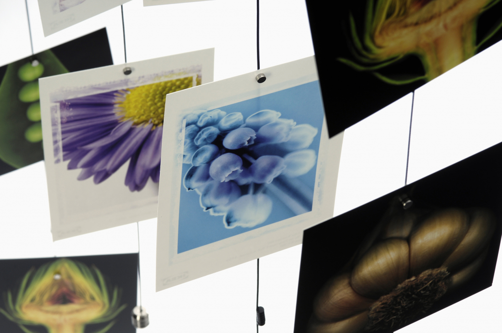 Trendform\u0020Steely\u0020Dan\u0020200\u0020cm\u0020\u002D\u0020fotokoord\u0020met\u002015\u0020magneten