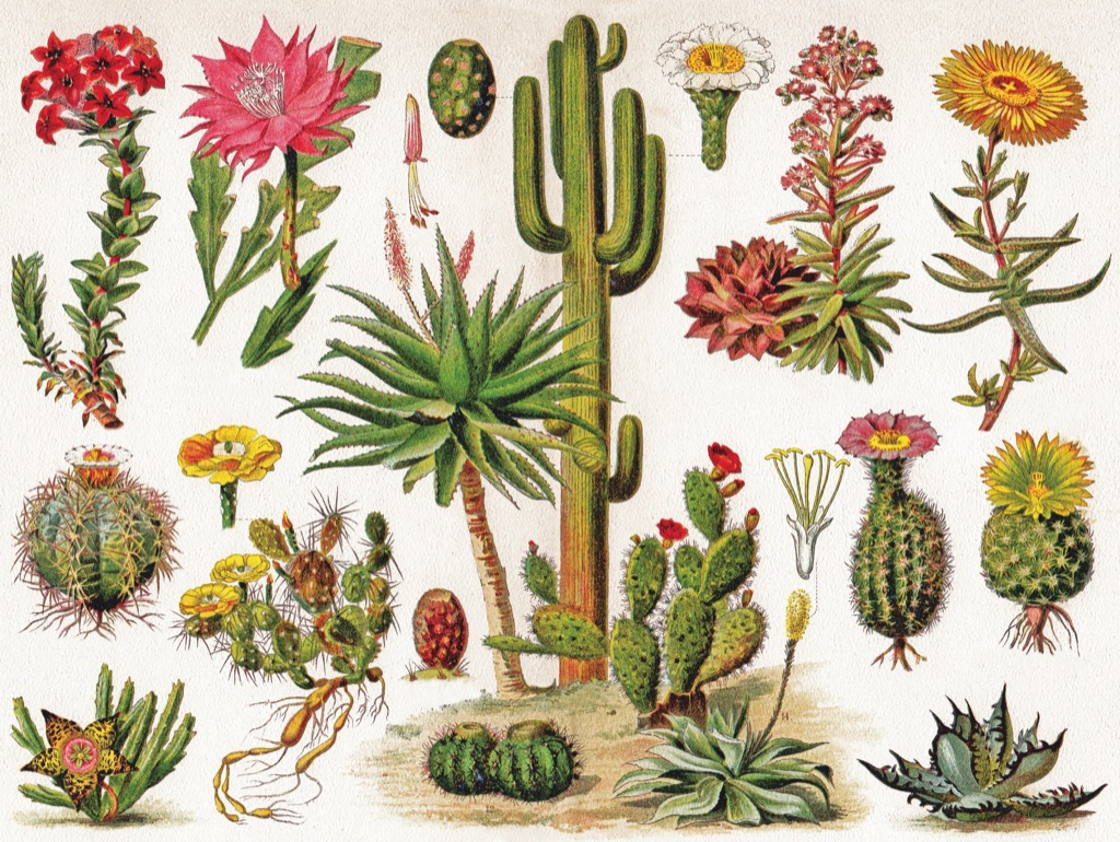 New\u0020York\u0020Puzzle\u0020Company\u0020Cacti\u0020\u007E\u0020Cactus\u0020\u002D\u00201000\u0020stukjes