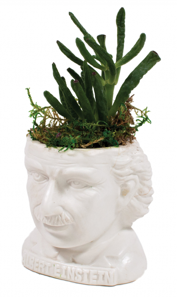 UPG\u0020Planter\u0020\u002D\u0020Albert\u0020Einstein\u000A\u000AUPG\u0020Planter\u0020\u002D\u0020Albert\u0020Einstein