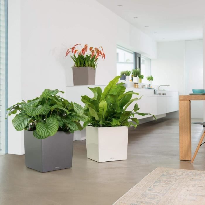 LECHUZA\u0020Cube\u0020Premium\u002050\u0020bloempot\u0020\u002D\u0020complete\u0020set,\u0020glanzend\u0020taupe LECHUZA\u0020Cube\u0020Premium\u002050\u0020bloempot\u0020\u002D\u0020complete\u0020set,\u0020glanzend\u0020taupe